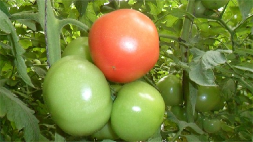 西红柿没有籽能吃吗
