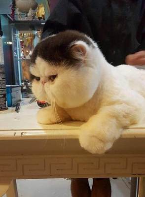 猫美容造型