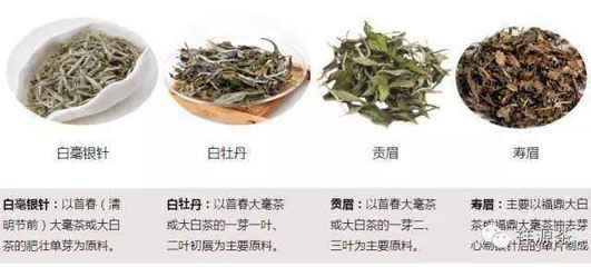 老白茶的等级