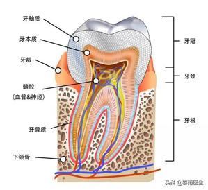 牙齿一共有多少个神经