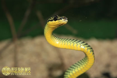 十二生肖蛇的来历