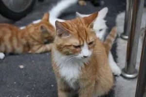 箭猫是什么