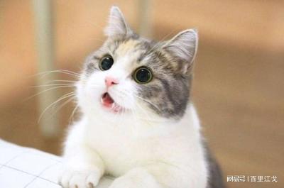 猫进家里是什么预兆