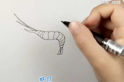卡通虾怎么画