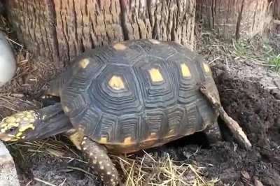 龟代表什么生肖