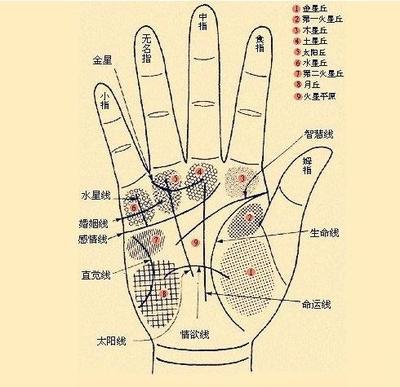 命运线止于智慧线
