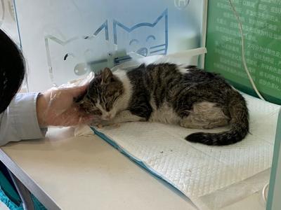 猫咪杯状病毒怎么治疗