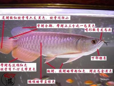 北京水族鑫煜商貿有限公司（鑫鑫水族）