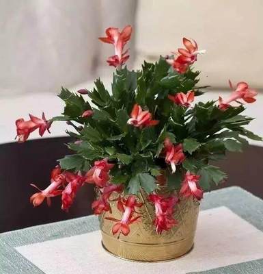 室内适合养的花