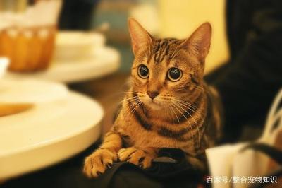房子有虱子怎么去除