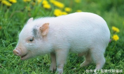 属猪的人适合什么颜色