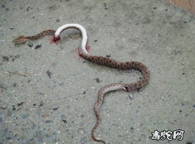 梦见一条蛇被别人打死