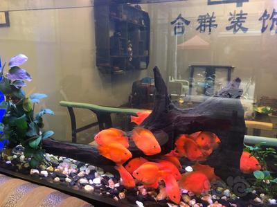 24屆中國國際寵物水族（24屆中國國際寵物水族展覽會）