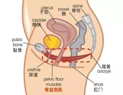 尾巴骨大是怎么回事啊
