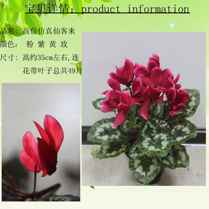 花卉店名