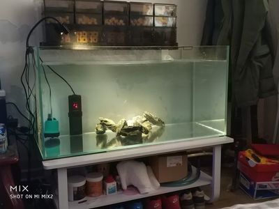 森森魚缸魚便分離器（森森魚缸魚便分離器不沉淀糞便）