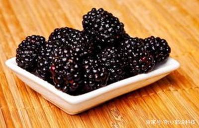孕妇能吃树莓吗