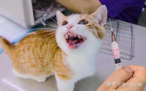 猫咪杯状病毒怎么治疗