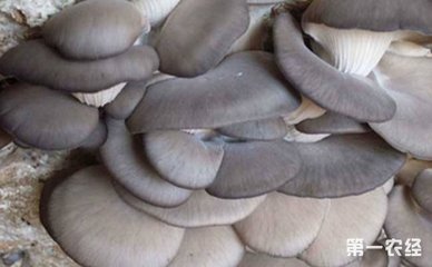 平菇多少钱斤