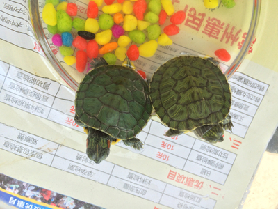 适合小乌龟的名字大全