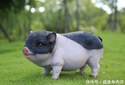 睡肖是什么生肖