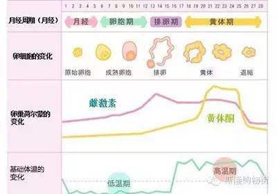月经和排卵期区别