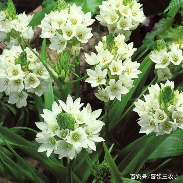 万年青的吃法