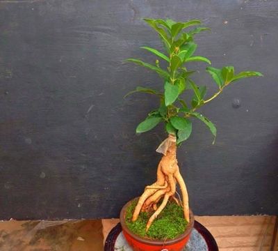 四季桂适合室内养殖吗