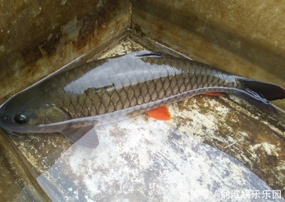 粗鳞鱼的做法大全家常