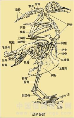 尾椎骨骨折怎么治疗