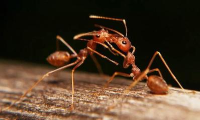 家里有虫子风水原因