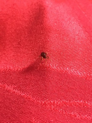 室内有黑色硬壳小虫子