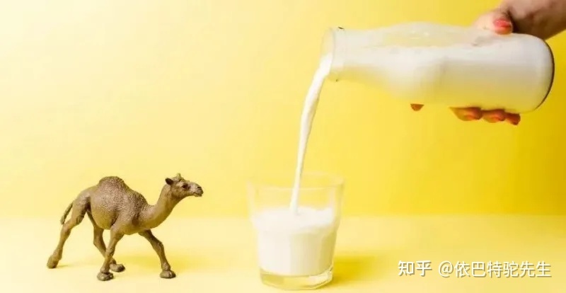 骆驼奶粉能降血压吗
