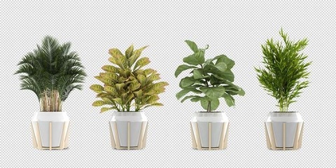 室内植物图片素材-免费可商用-高清下载-快剪辑