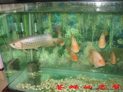 底濾魚(yú)缸上部水流聲大怎么辦（底濾魚(yú)缸上部水流聲大怎么辦呢）