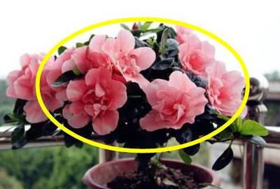 杜鹃花能放卧室吗