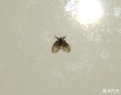卫生间的小飞虫