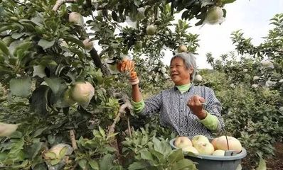 果树保险赔偿标准