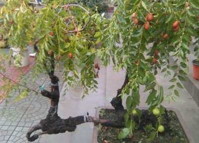 楼顶适合种什么树风水