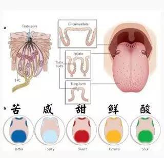 舌头发咸是怎么回事
