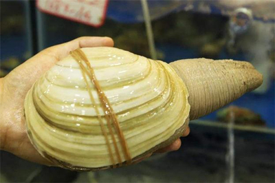 河蚌孕妇可以吃吗