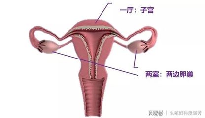 一个卵巢可以怀孕吗