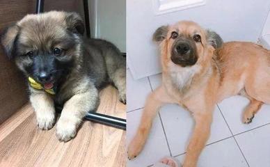 白狗起名