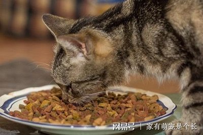 猫咪吃猫粮便秘怎么办