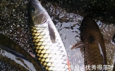 粗鳞鱼的做法大全家常