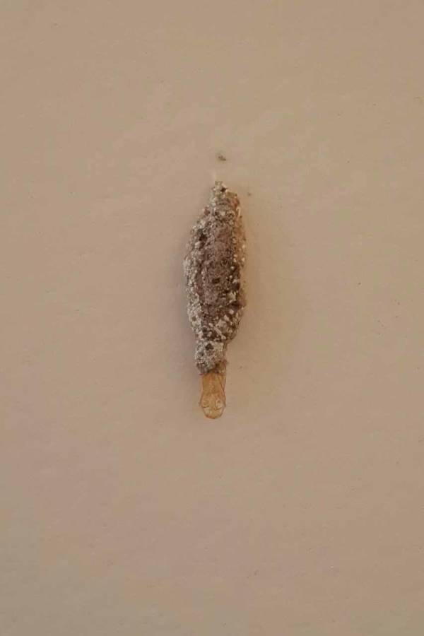木地板虫子用什么杀死