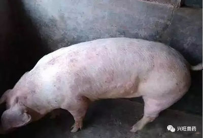 猪湿疹怎么治疗
