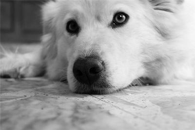梦见自己家狗死了