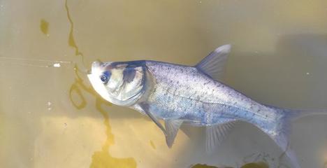 钓鱼小药可不是法宝!熟悉饵料本身特性才能行