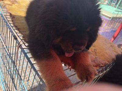 南昌藏獒幼犬出售